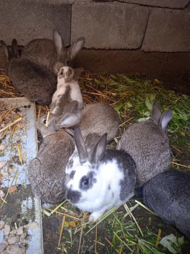 TOWSANLAR - Багир - img 1