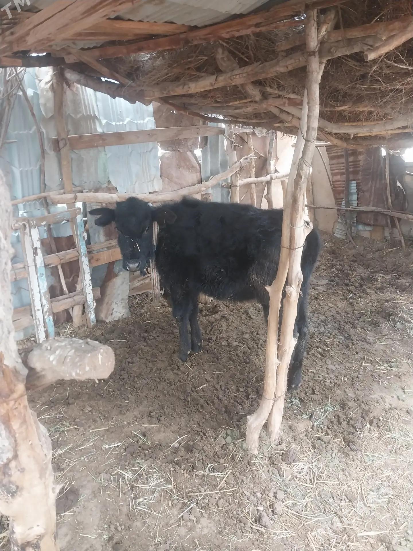 tüwe - Babadaýhan - img 1