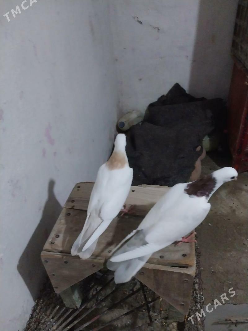 kepderi - Gyzylarbat - img 1