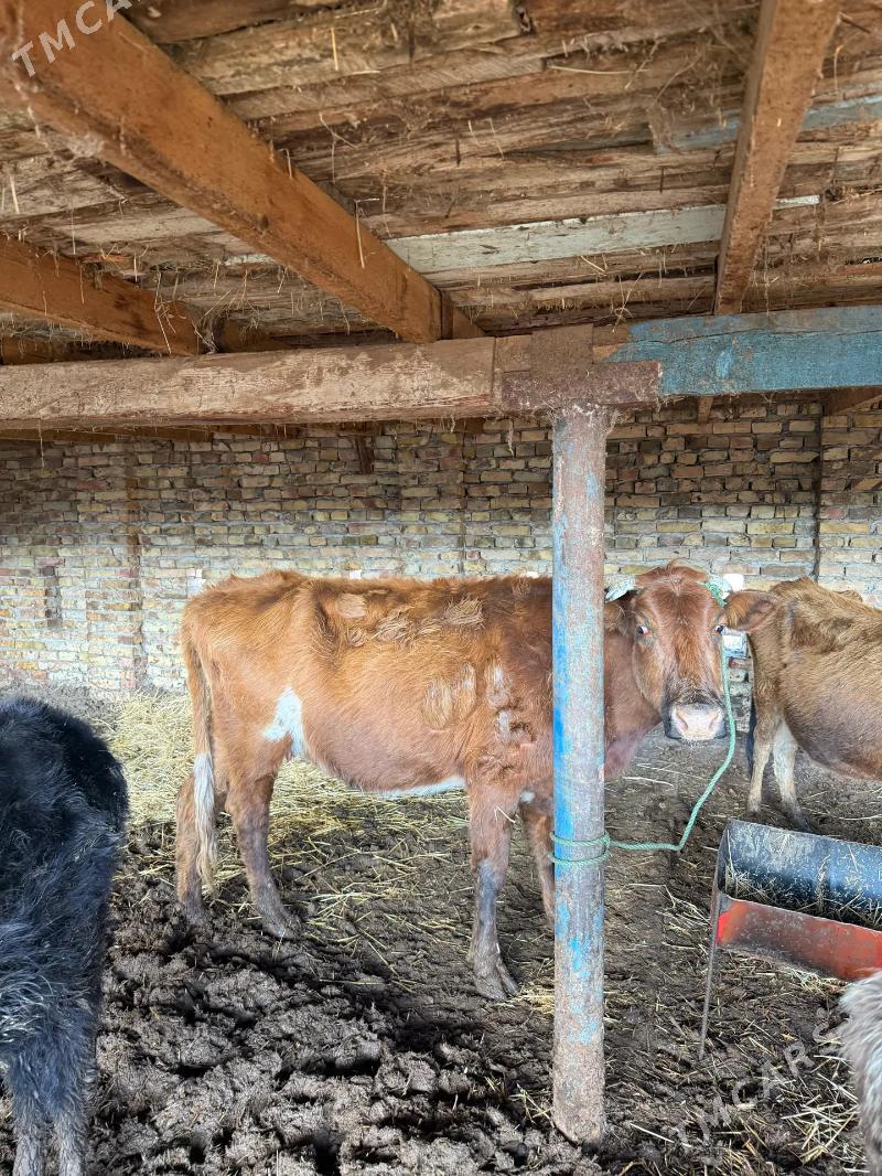 bogaz sygyrlar - Халач - img 1