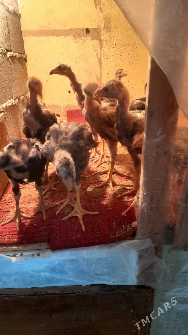 taskent juje - Hitrowka - img 1