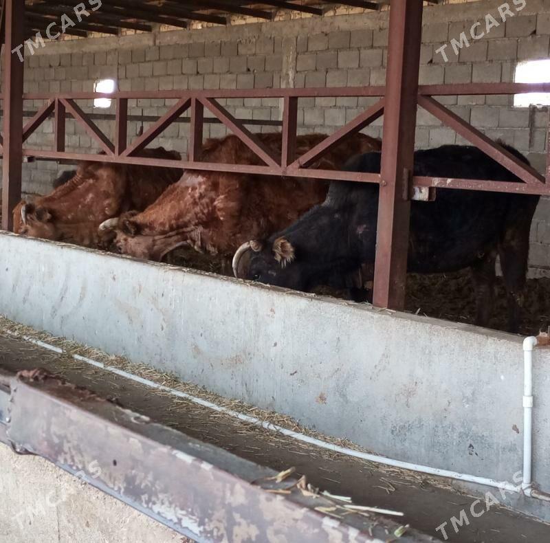 GYSYR SYGYRLAR - Гёкдепе - img 1