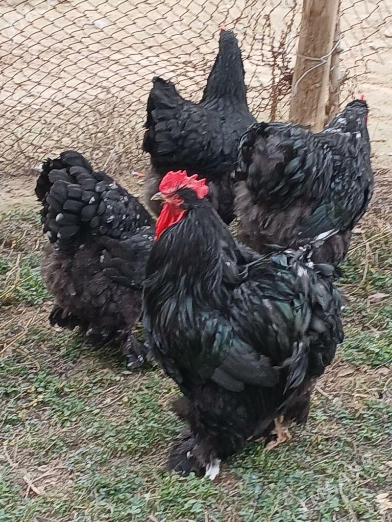 yumurtga - Aşgabat - img 1