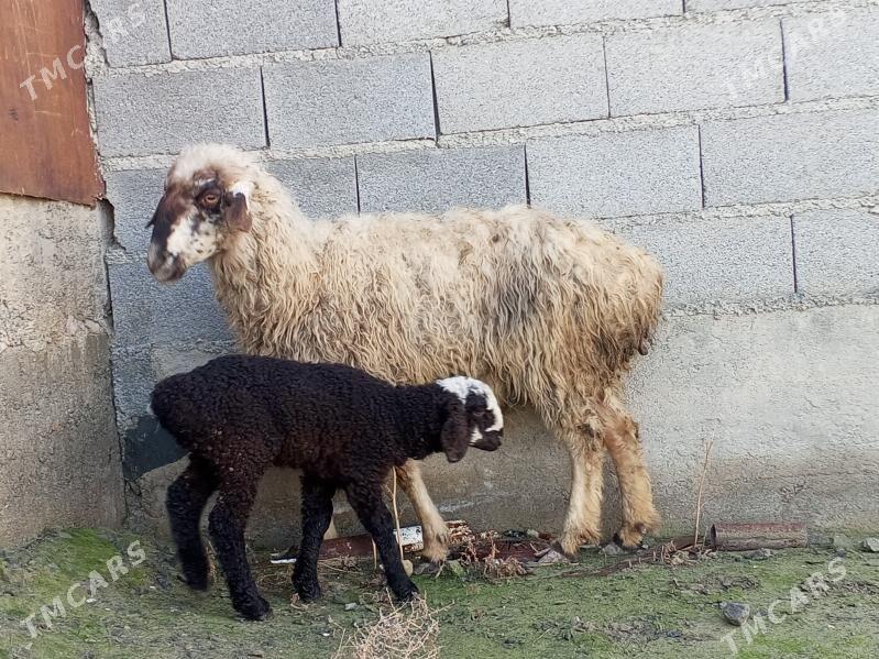 Goýun - Bäherden - img 1