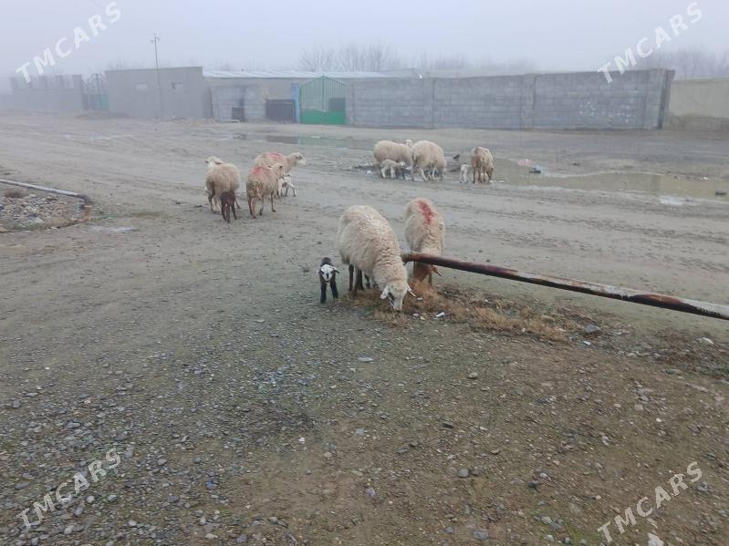 goyin - Бахарден - img 1