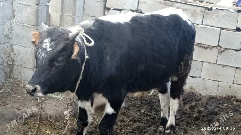 oku,tuwe - Bäherden - img 1