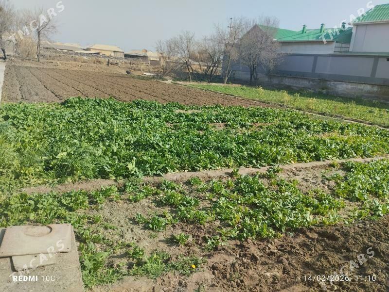 ysmanak - Wekilbazar - img 1