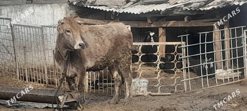 ÝAŞ BAKYLAN SYGYR - Gökdepe - img 1