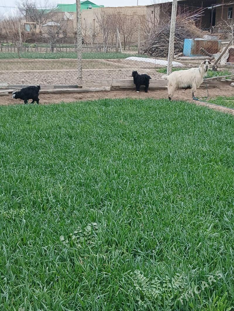 EKIZ OWLAKLY GEÇI. - Halaç - img 1