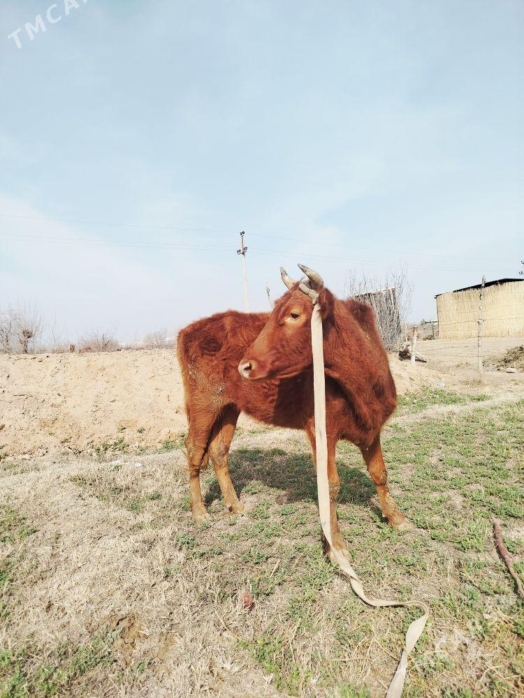 1 garny sygyr - Сакарчага - img 1