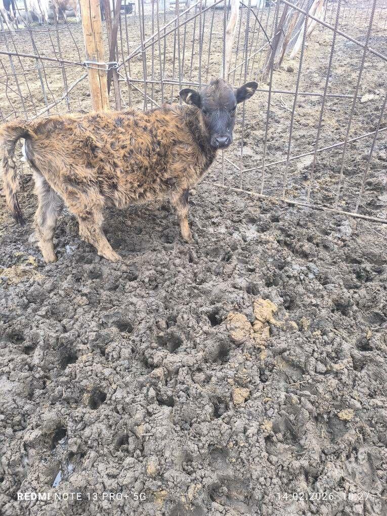 goleli sygyr - Bäherden - img 1