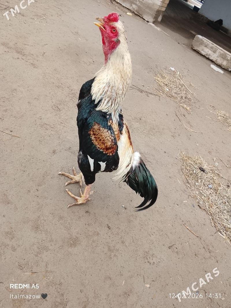 BAÝSOK HORAZ - Дянев - img 1