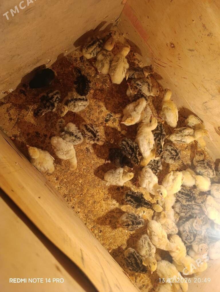 induk jujeler - Сакар - img 1