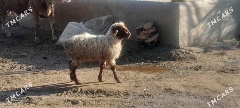 Tokly - Gökdepe - img 1