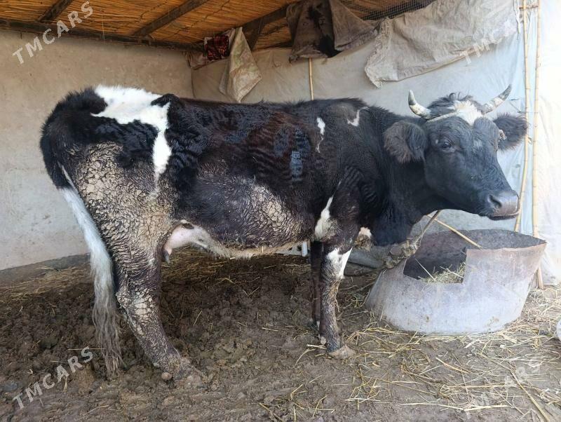 goleli sygyr - Sakar - img 1