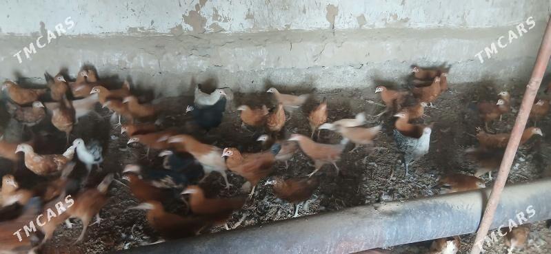 juje - Gökje - img 1