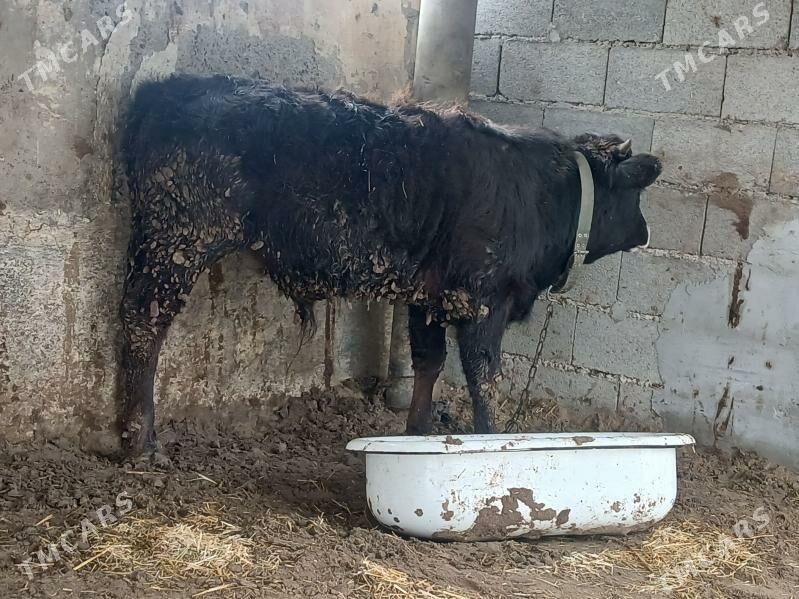 tohum okuz - Bäherden - img 1