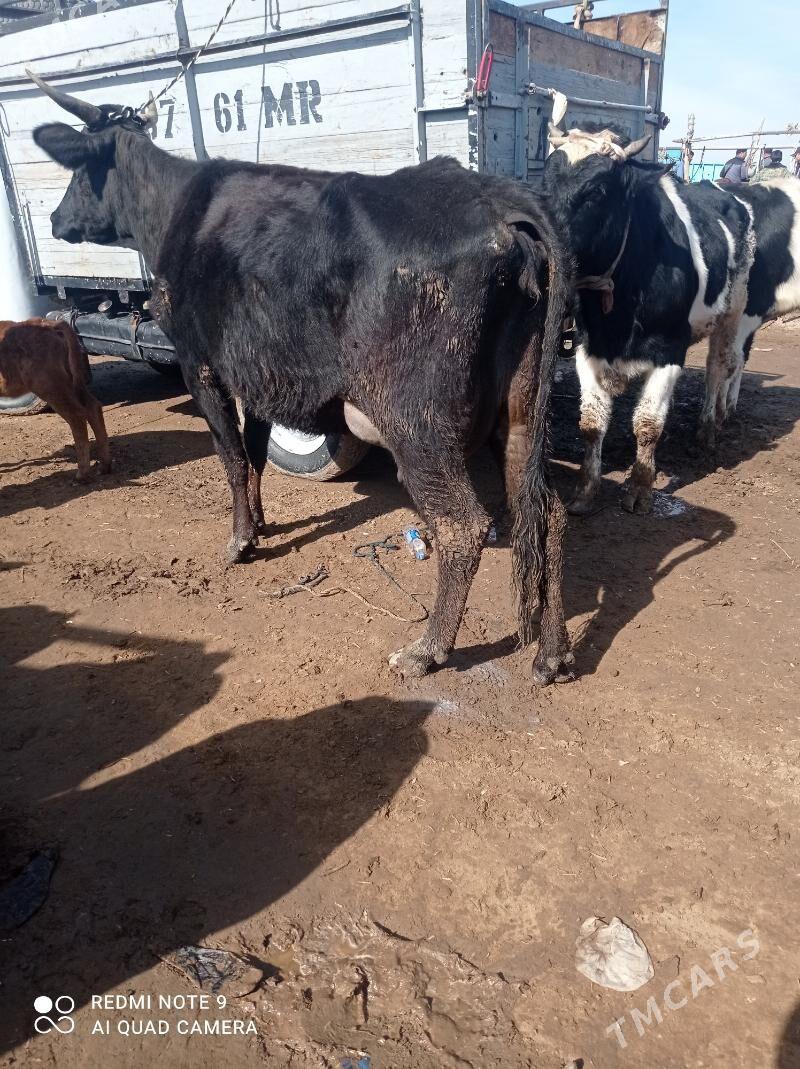 Goleli sygyr - Wekilbazar - img 1