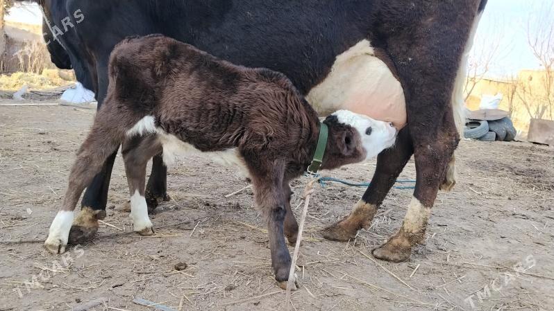 Goleli sygyr - Farap - img 1