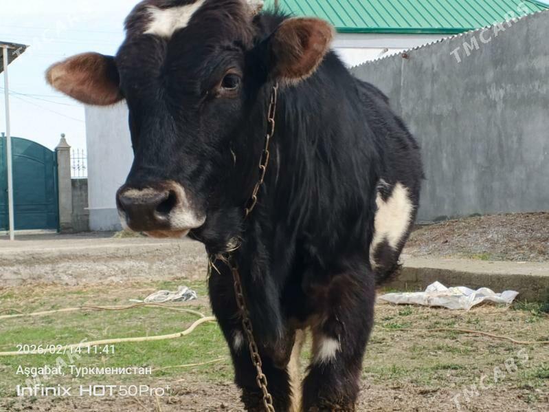 siwet okuz howur - Gökdepe - img 1