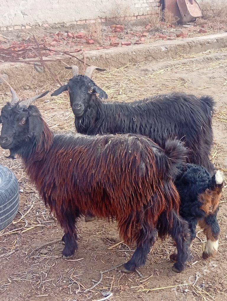 geci - Бахарден - img 1