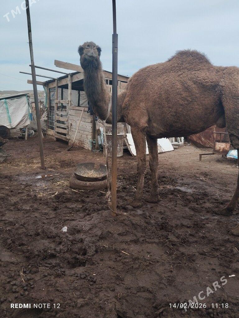 duye - Jebel - img 1