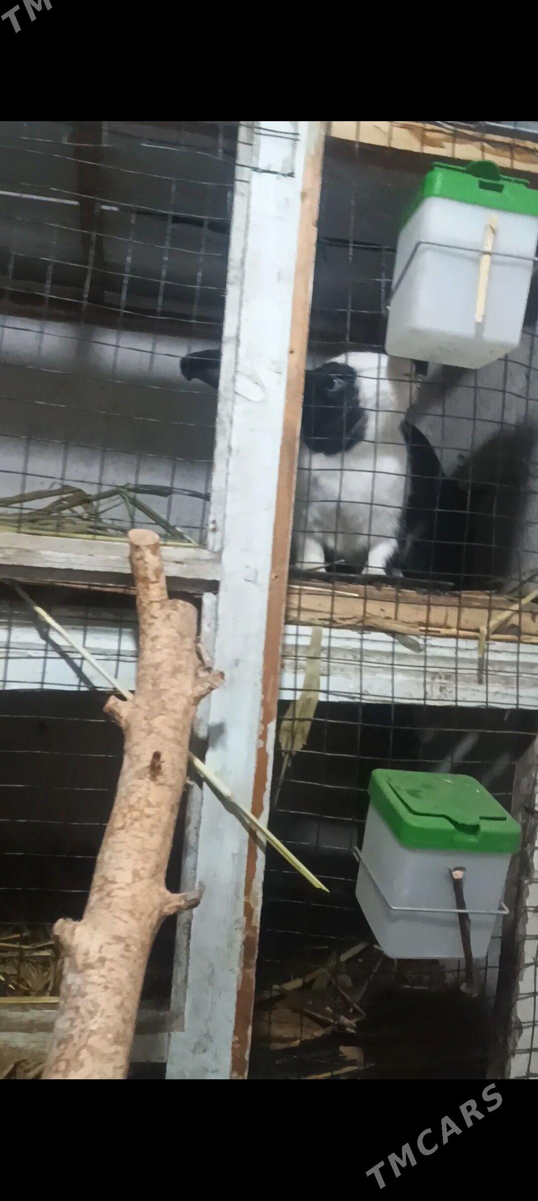 Towşan her hili - Gurbansoltan Eje - img 1