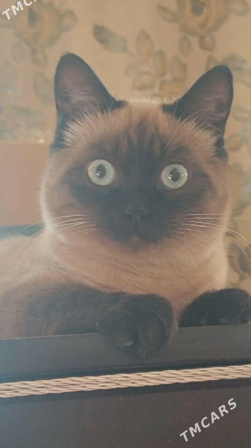 Siyamskiy pişik - Hitrowka - img 1