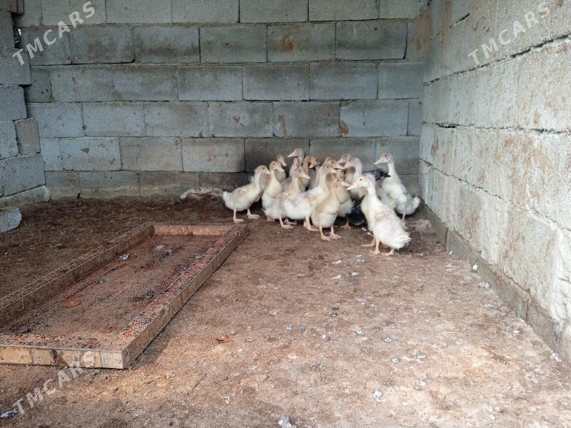 õrdek gak gak - Gypjak - img 1