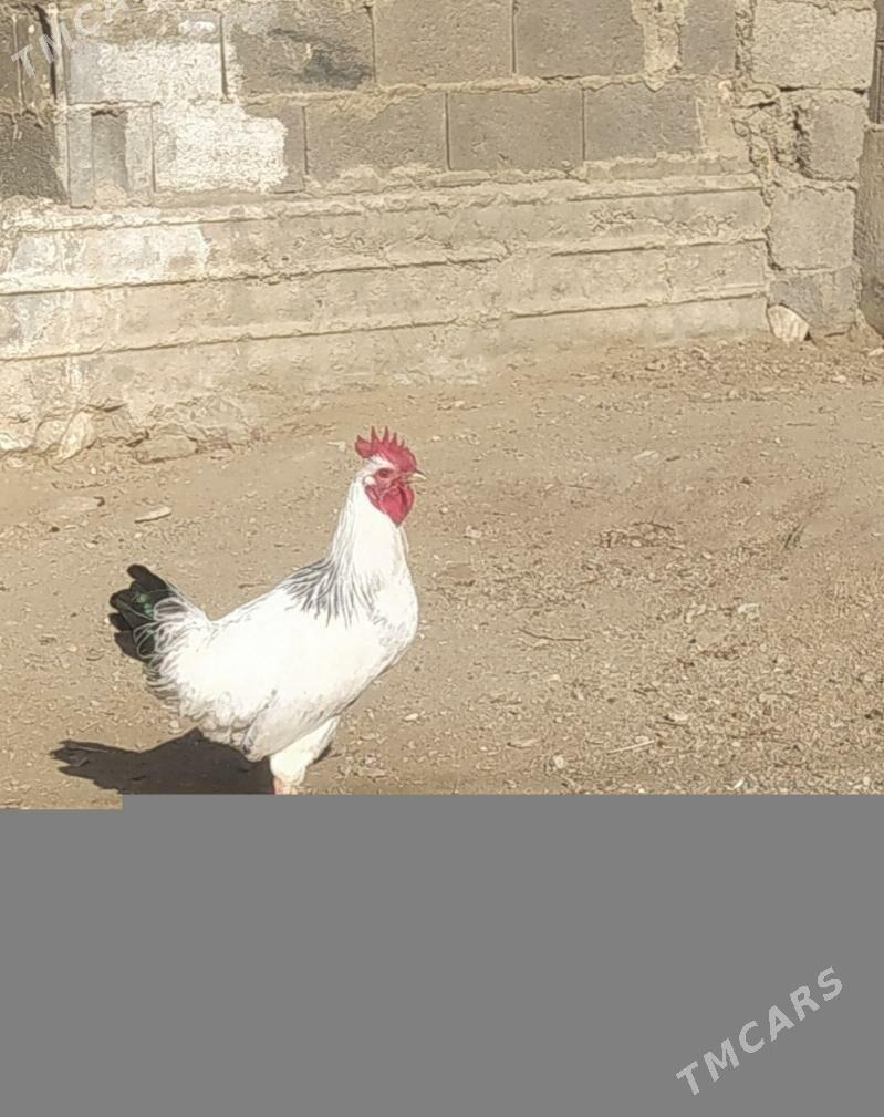 Adler horoz - Балканабат - img 1