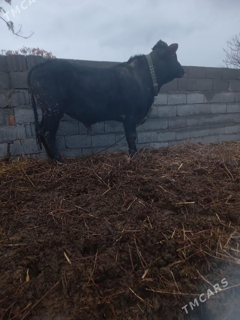 okuz - Gyzylarbat - img 1