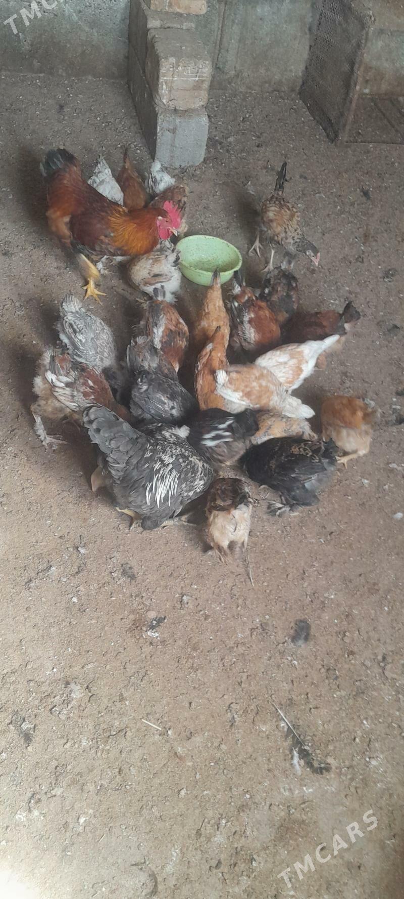 juje - Кака - img 1