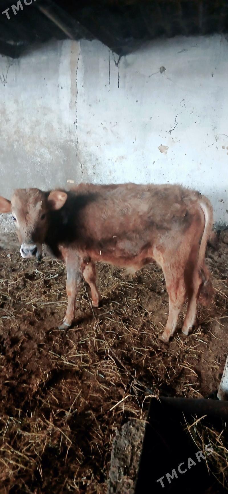 Tohum okuz - Gökdepe - img 1