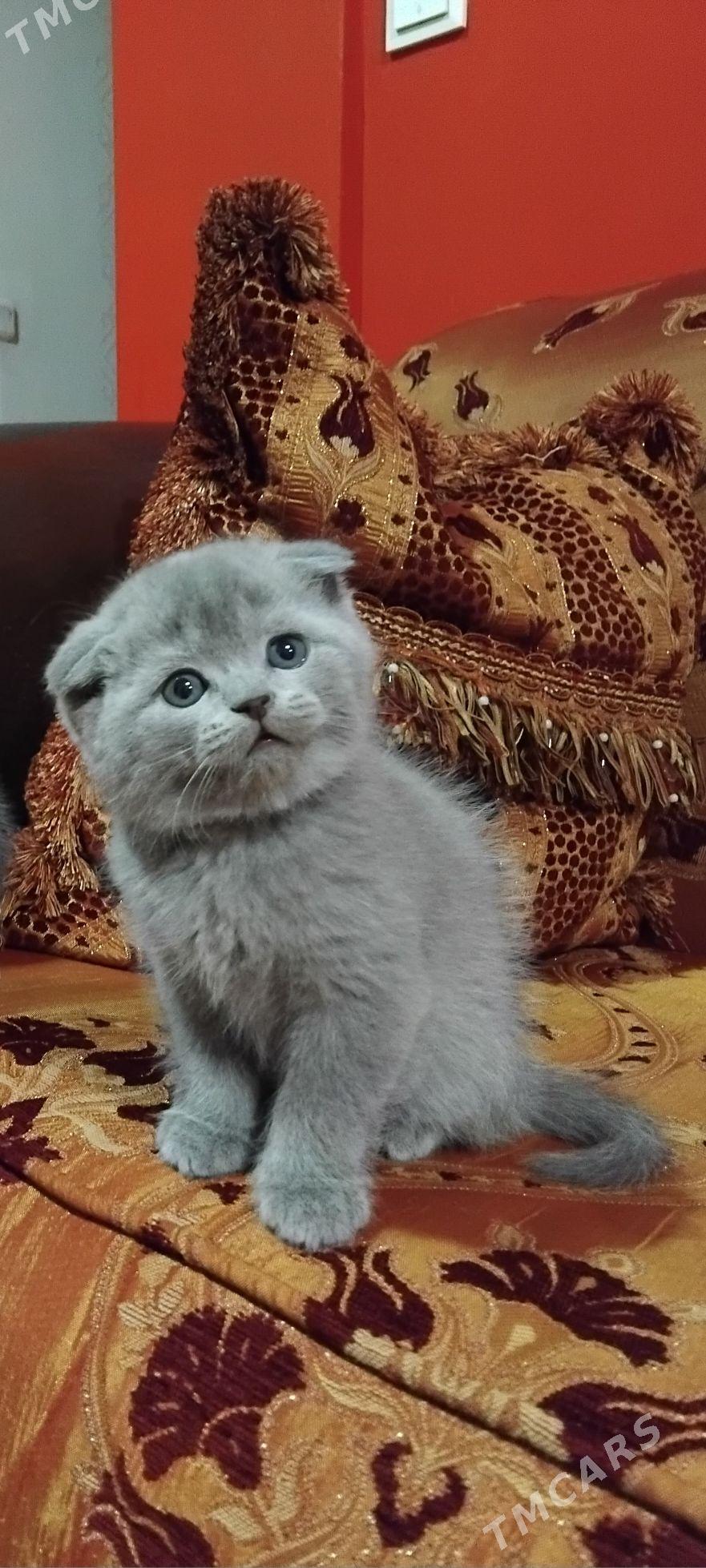 Шотландская порода котят - Ашхабад - img 1