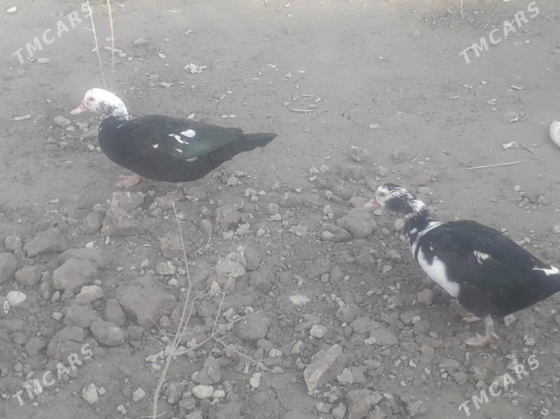 Ördek - Ак-Бугдайский этрап - img 1