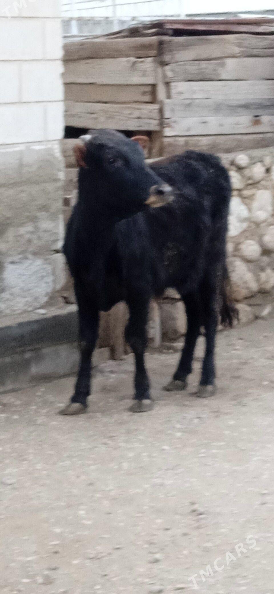 öküz - Jebel - img 1