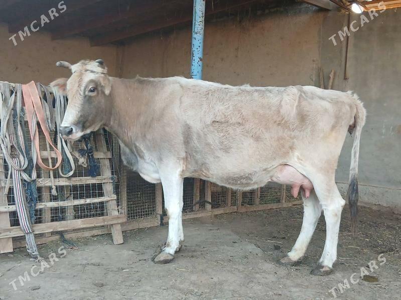 goleli - Wekilbazar - img 1