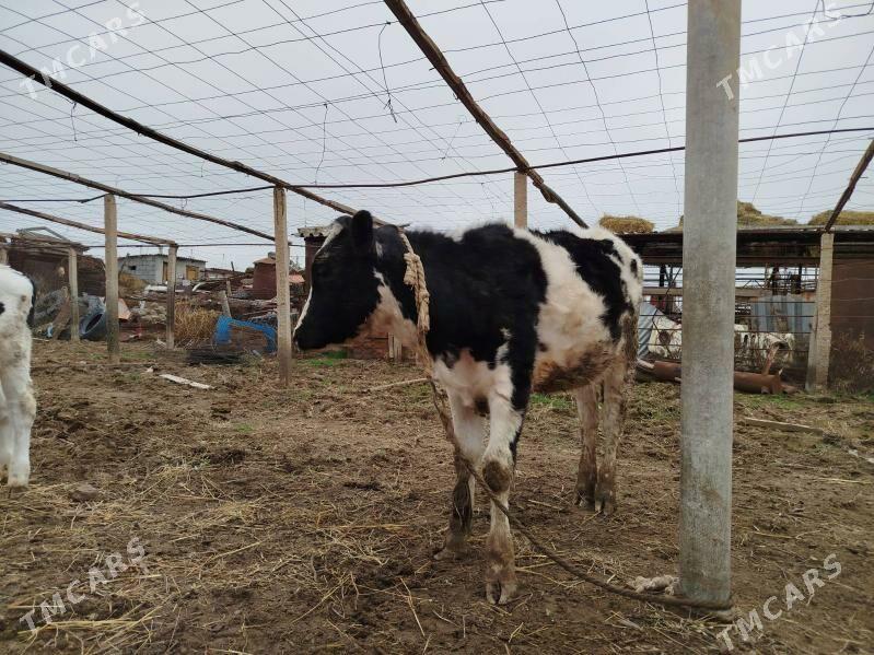 galisteyin tuwe - Гёкдепе - img 1