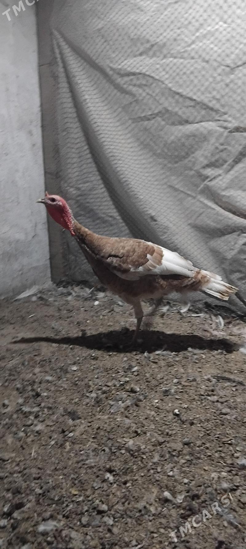 induk - Бахарден - img 1