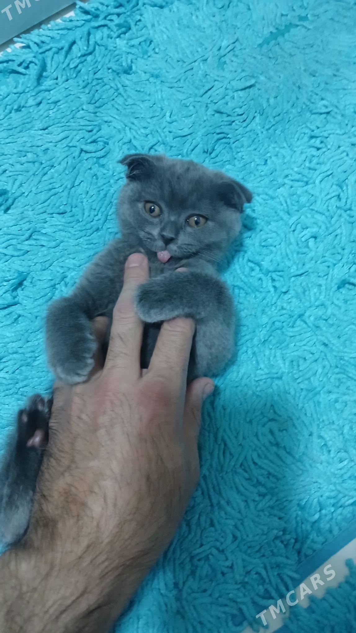 Piśik - Бузмеин ГРЭС - img 1