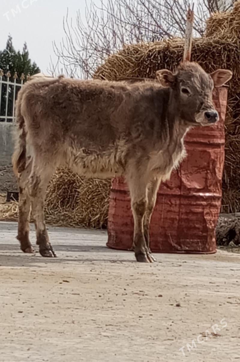 TOHUM TÜWE - Гёкдепе - img 1