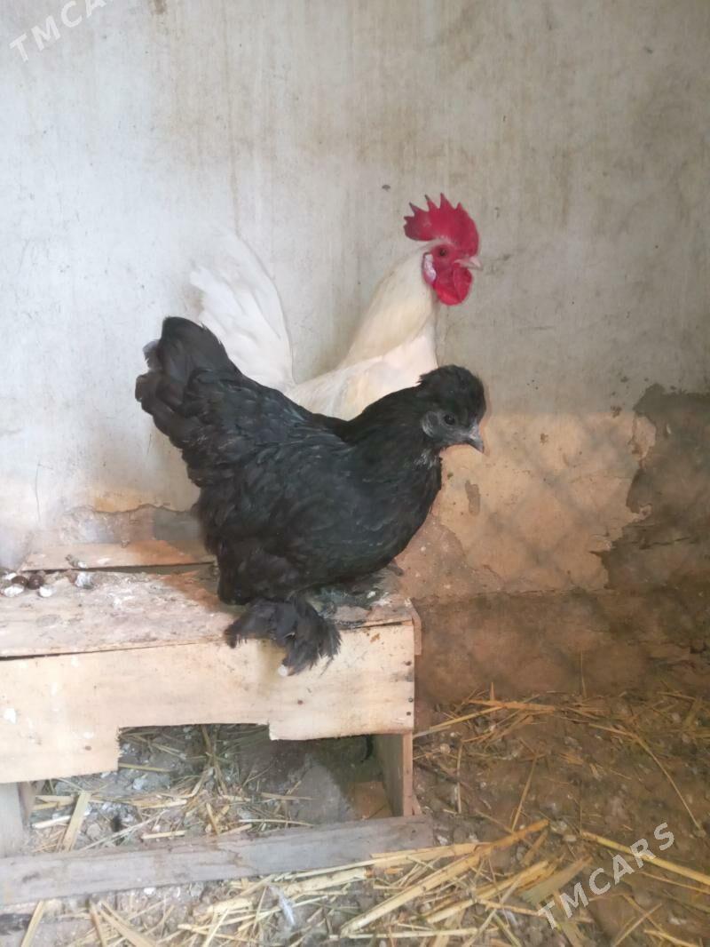 karlik - Gyzylarbat - img 1