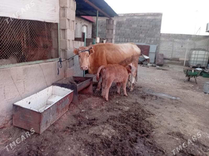 göleli sygyr swes - Балканабат - img 1