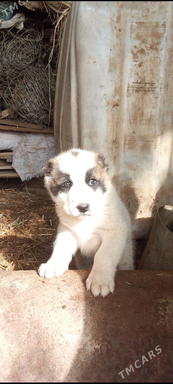 Çopan gujuk - Daşoguz - img 1