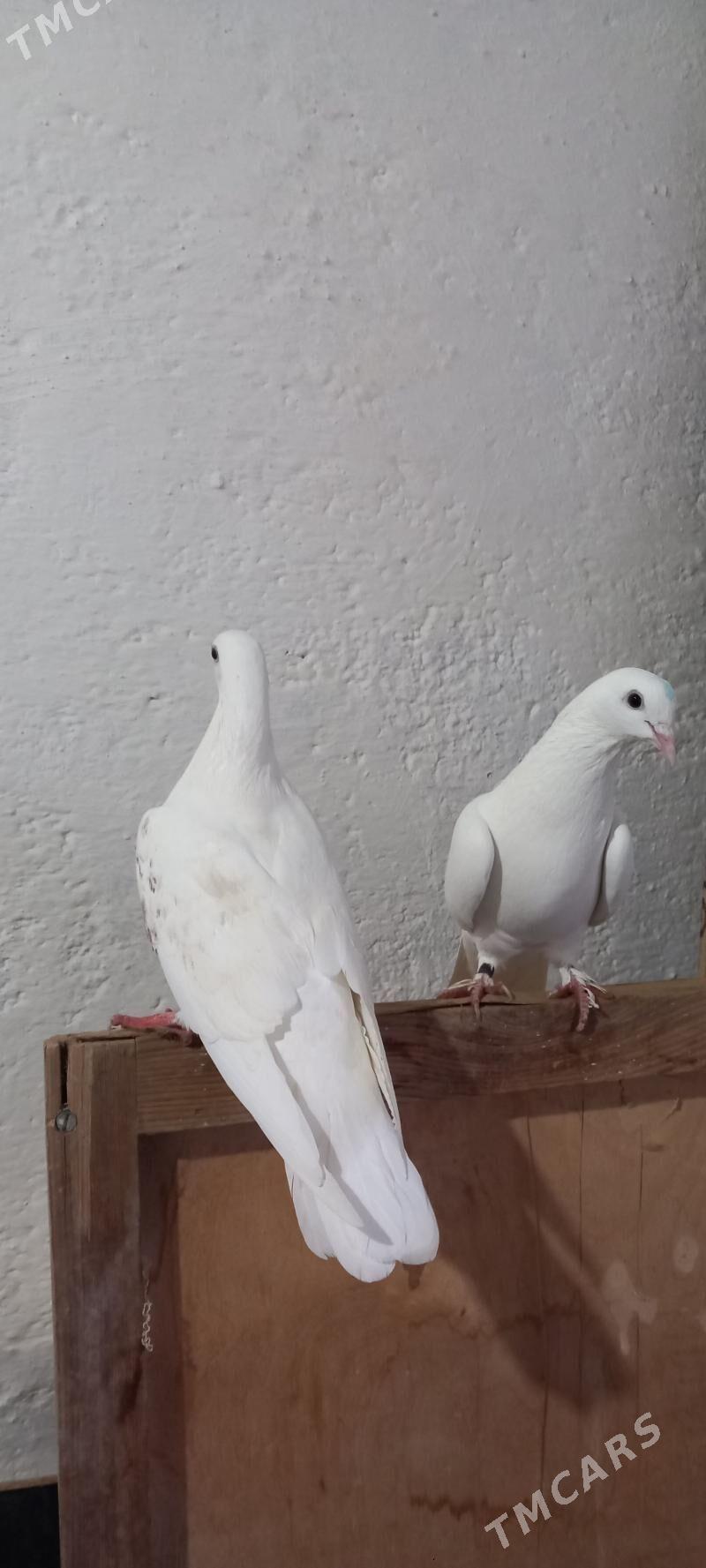 kepderi - Гызыларбат - img 1