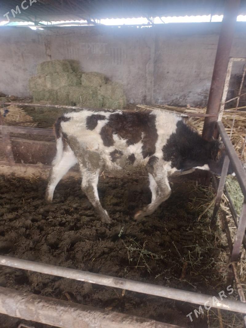 tuwe - Яшлык - img 1