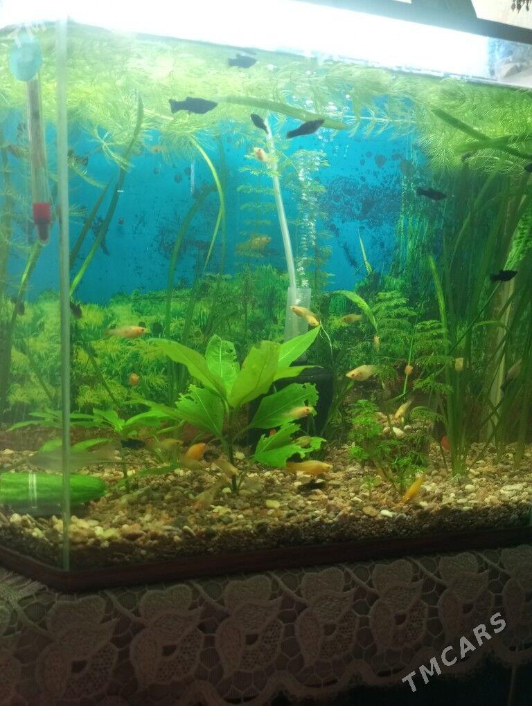 Аквариум - 2 мкр - img 1