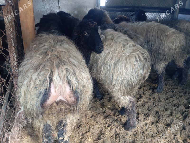 issek goyun - Aşgabat - img 1