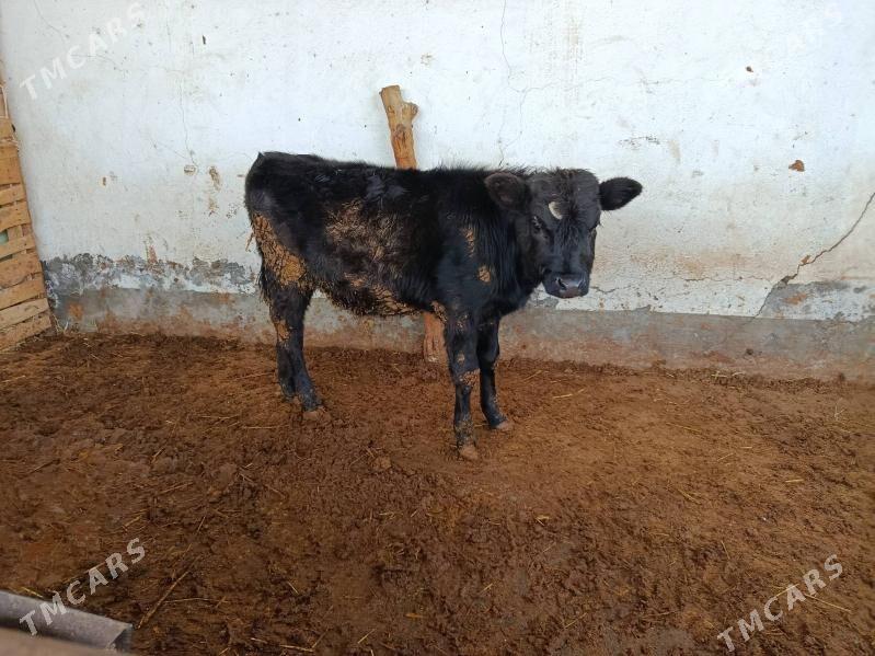 Öküzçe - Aşgabat - img 1