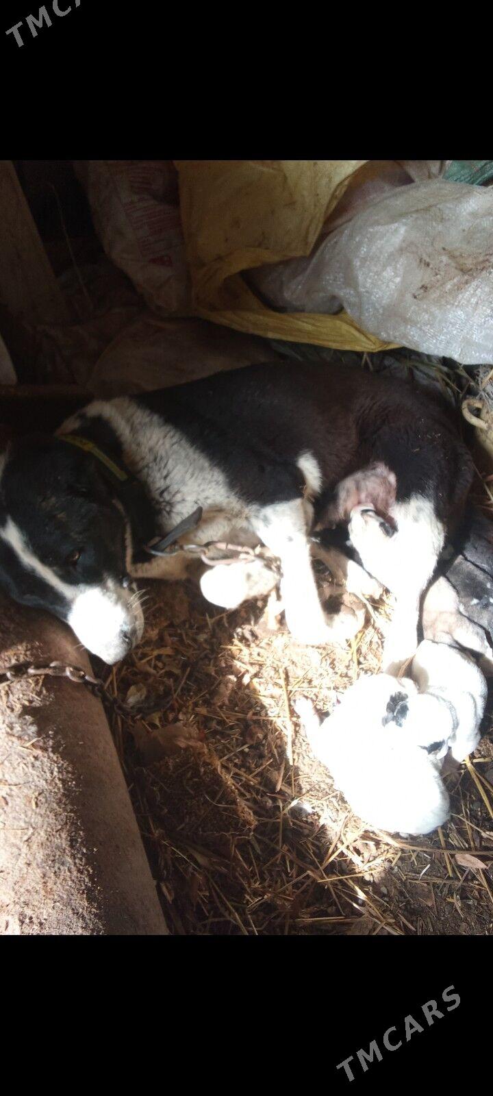 Urgaçy Alabay - Дашогуз - img 1